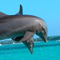 Dolphin